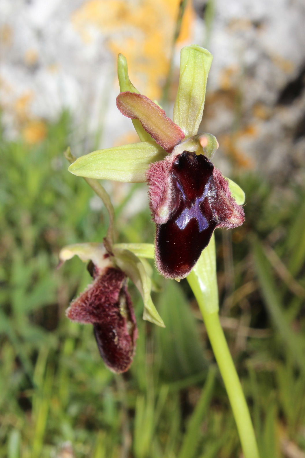 Orchidee dal promontorio del Gargano